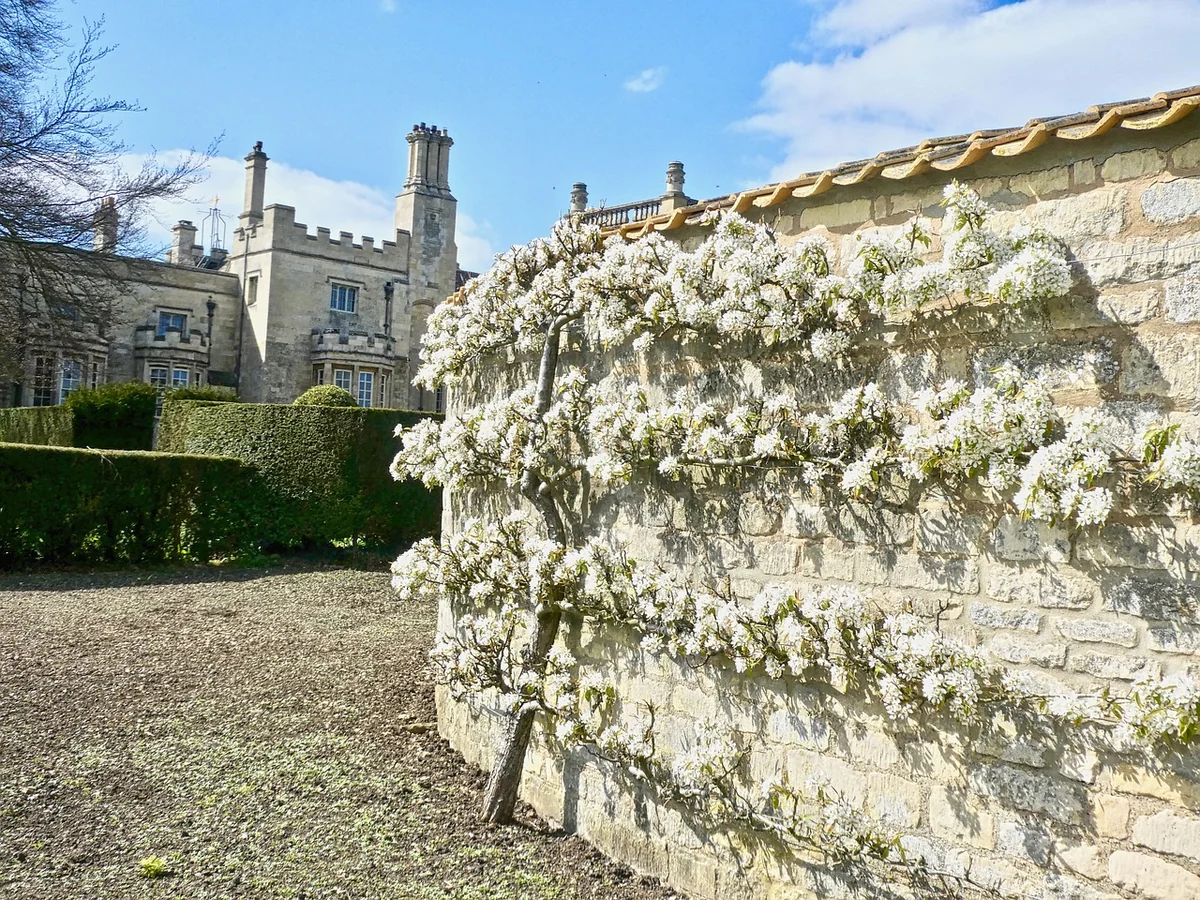 espalier